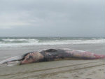 dead  whale (li)